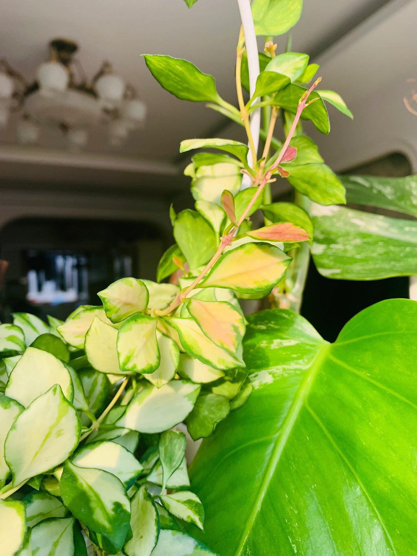 记录球兰最美的样子:休斯科尔内锦球兰 强烈推荐一下休内球兰:太美了!