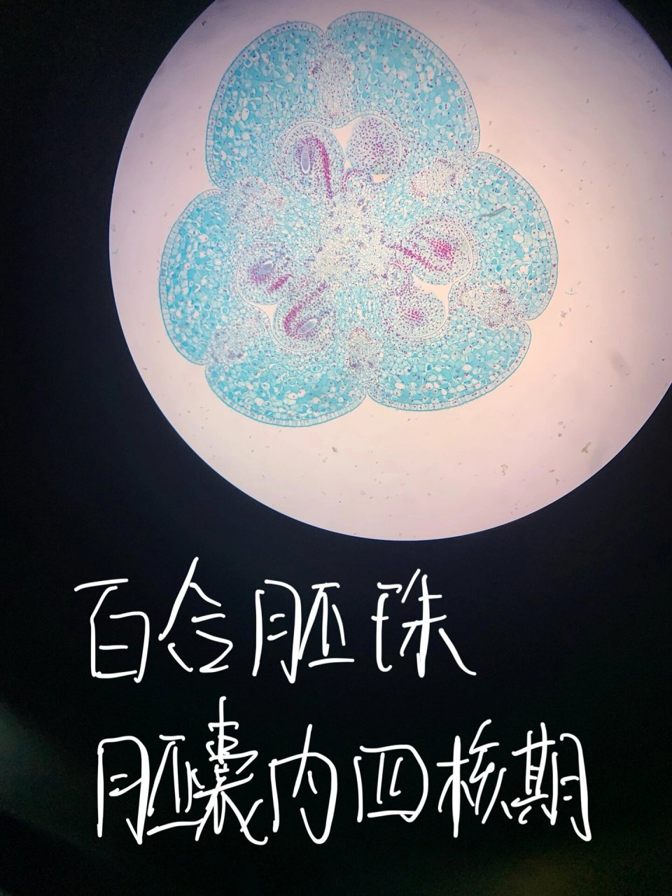 百合子房二分体期切片 5.百合胚珠胚囊内四核期 6.