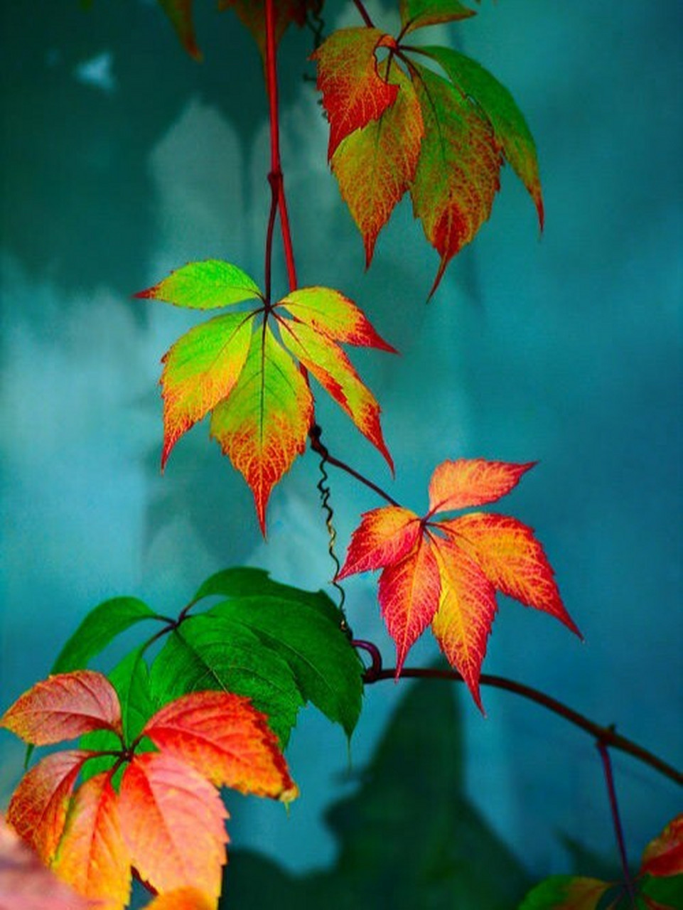 美图分享-唯美风景图片(1) 虽然生活的枷锁拖住了你 寻找诗和远方