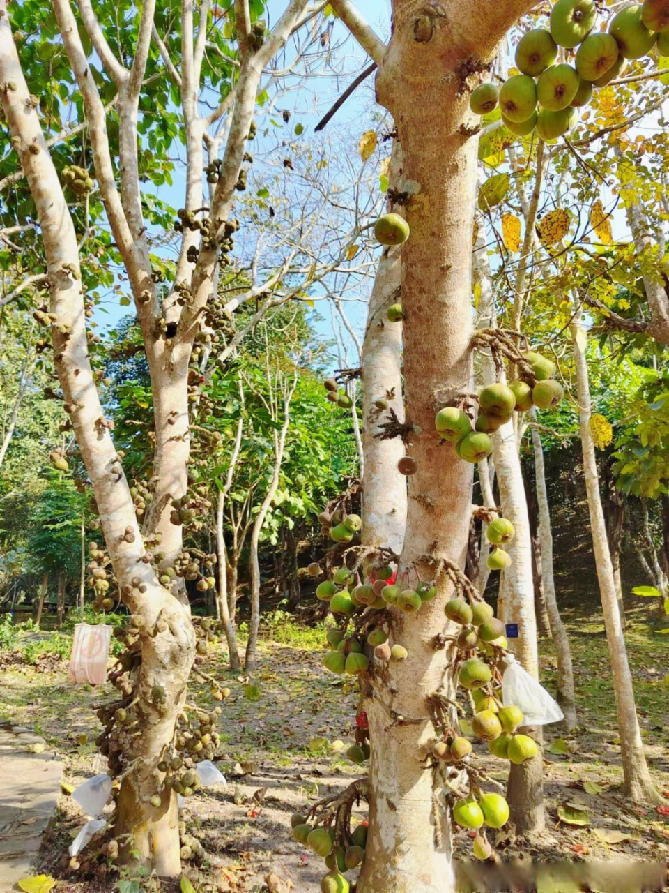 第一次看到榕树上长的果子,和无花果相差无几,没错这就是木瓜榕,与