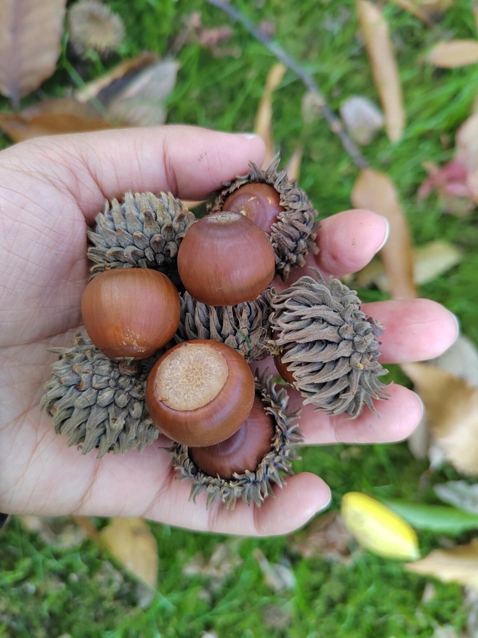 山腰有个野栗林,但是百度了一下好像是麻栎的果实,又叫橡碗树,所以