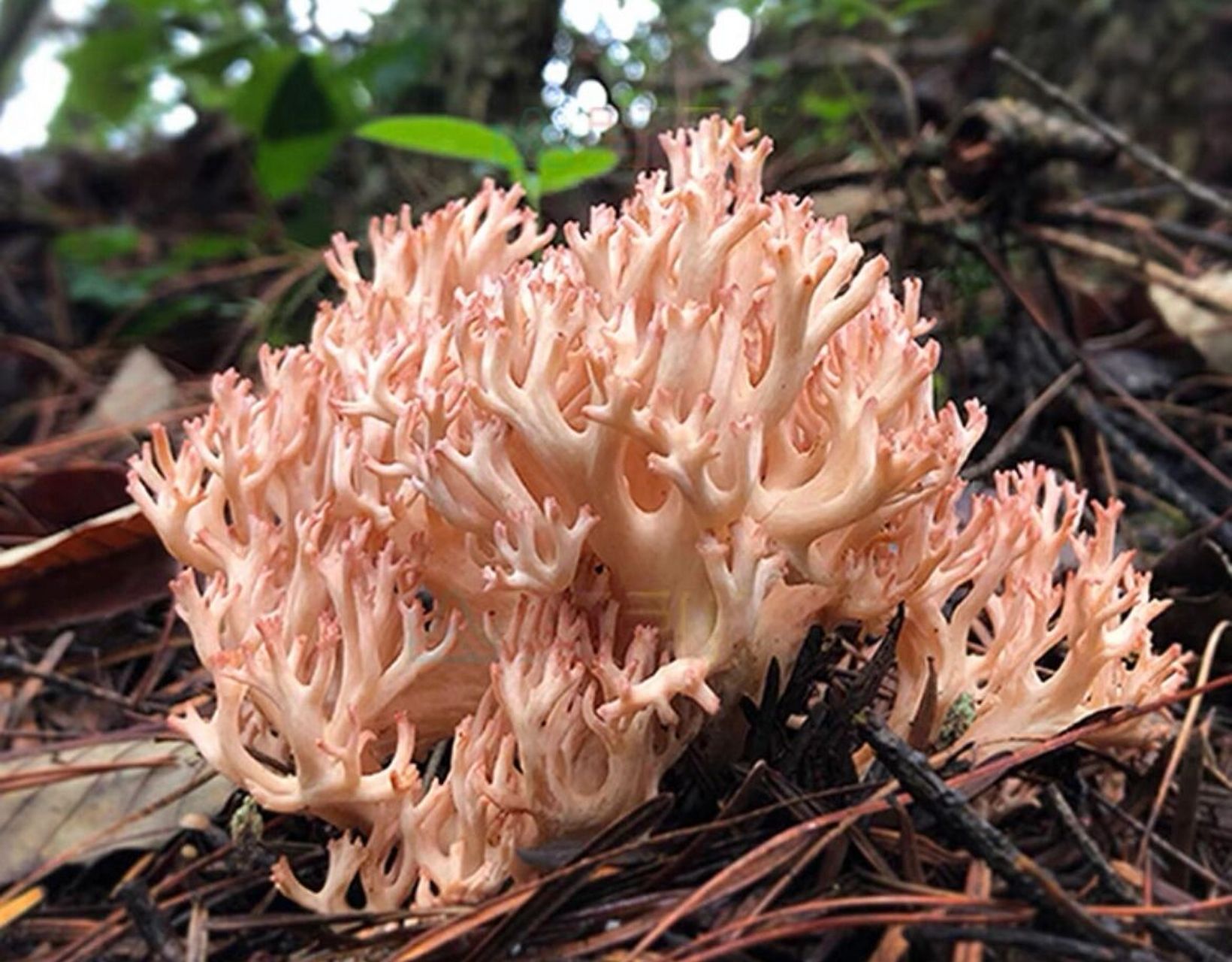 武陵山珍|科普|野生菌 珊瑚菌 珊瑚菌又名"扫帚菌",珊瑚菌科,主要分布