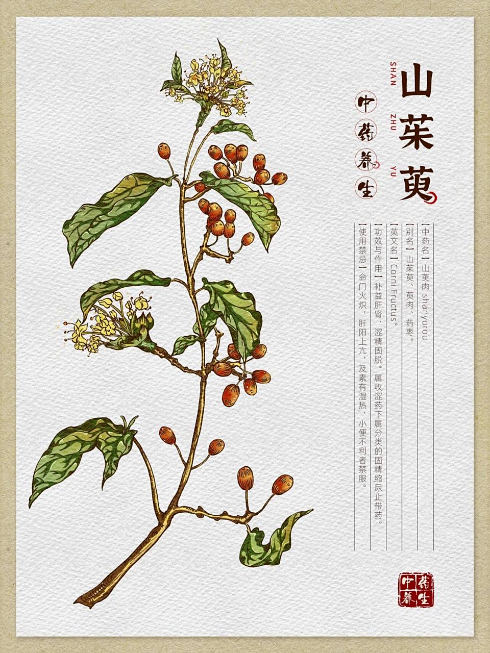 中草药插画-山茱萸 算了,一股脑儿的今天把最近画的