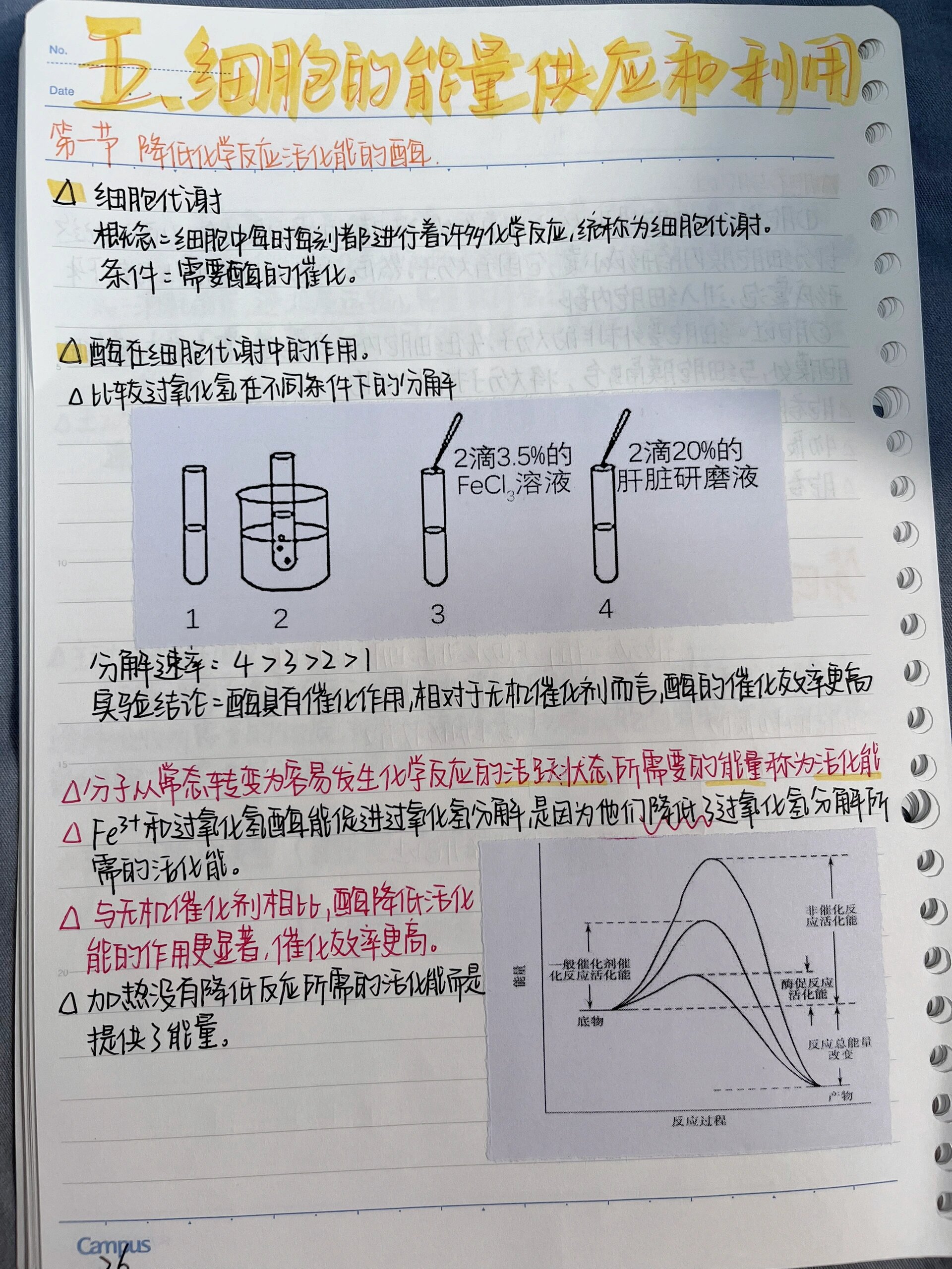 高中生物教案第五章(高中生物教案第五章总结)  第1张