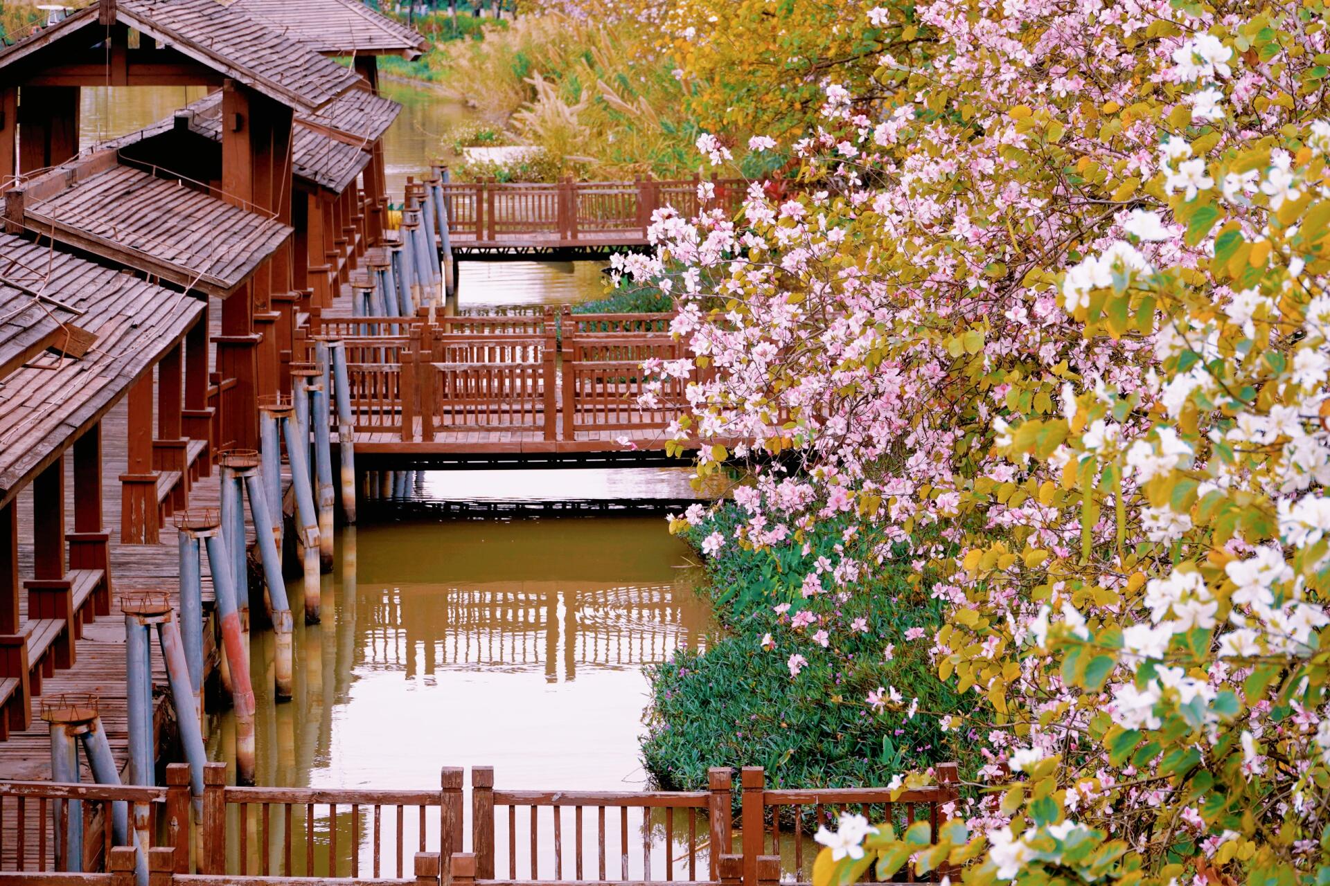 广州珠海湿地公园樱花开了