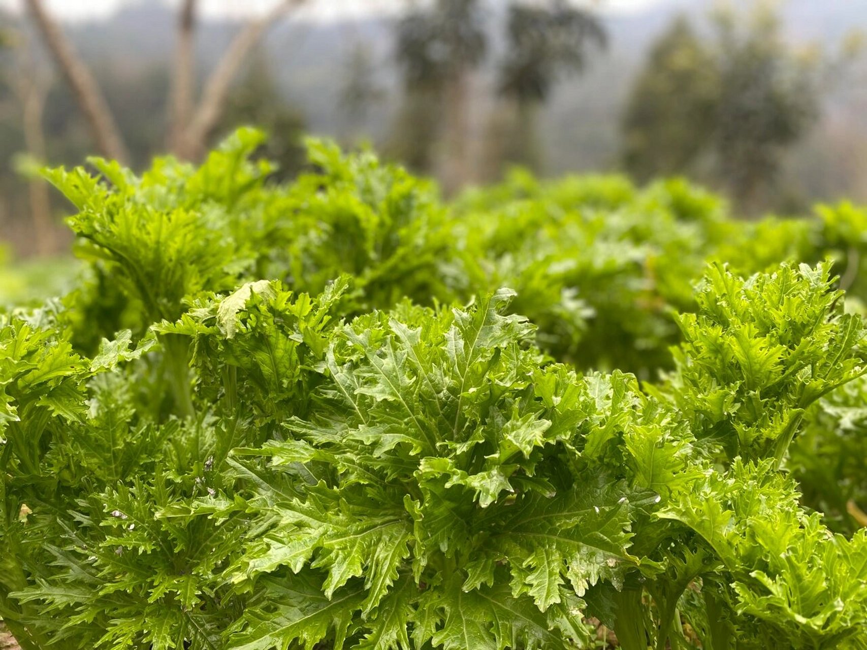 鸡脚菜 最好吃的青菜