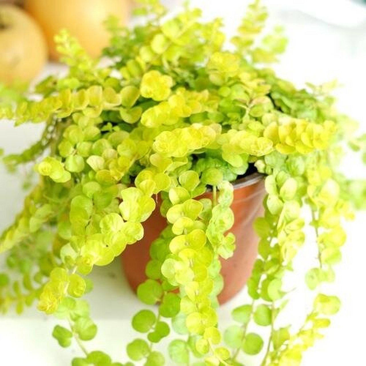 金叶过路黄——为你的居家环境添一抹靓色 金叶过路黄是过路黄属报春