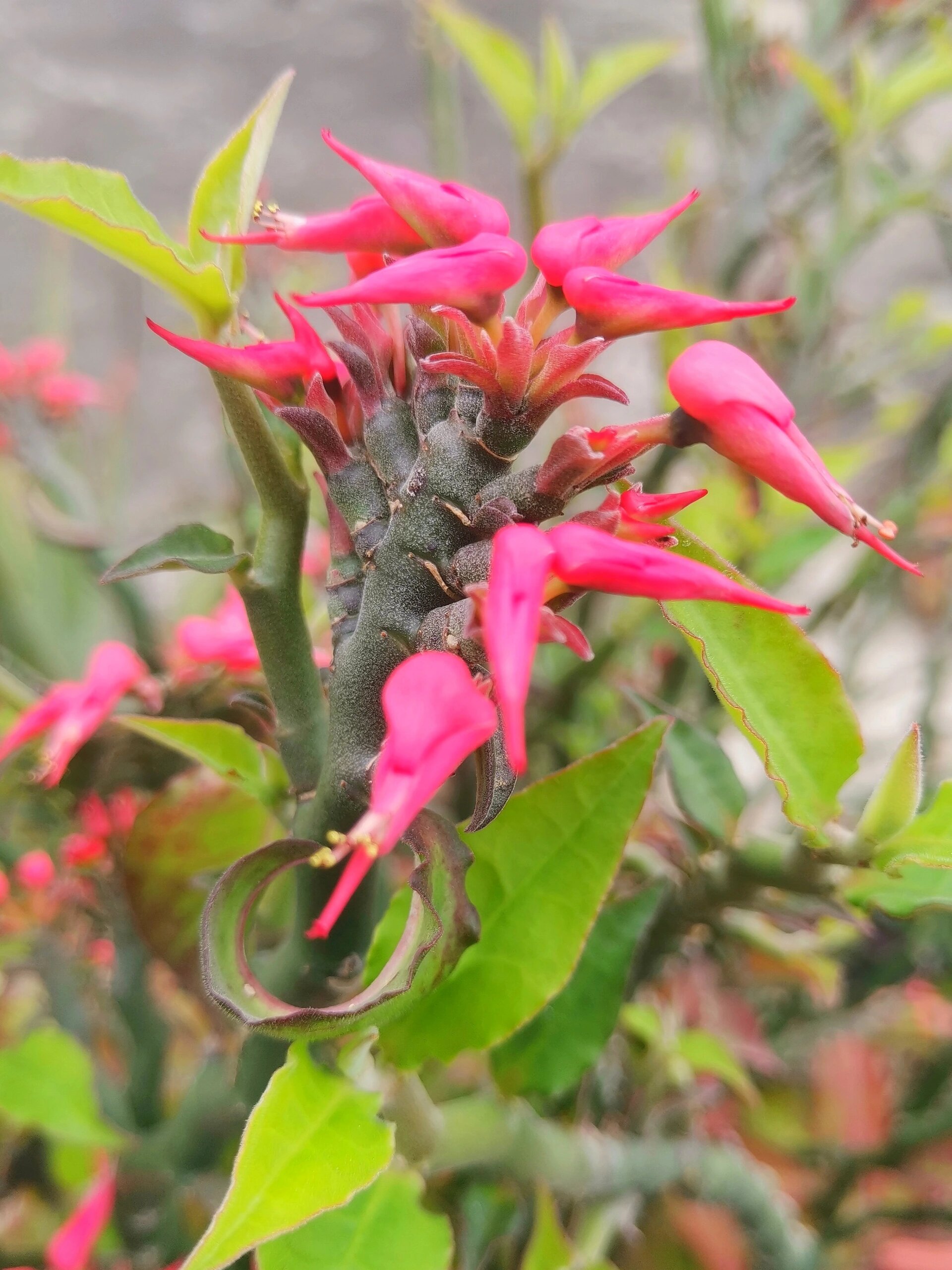 红雀珊瑚,铁杆丁香