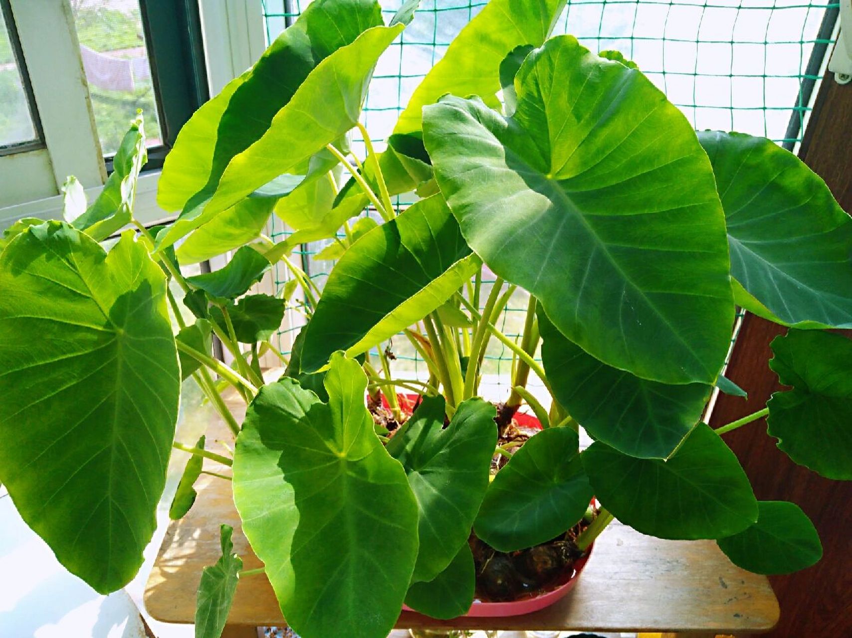 芋头大叶子像荷花叶