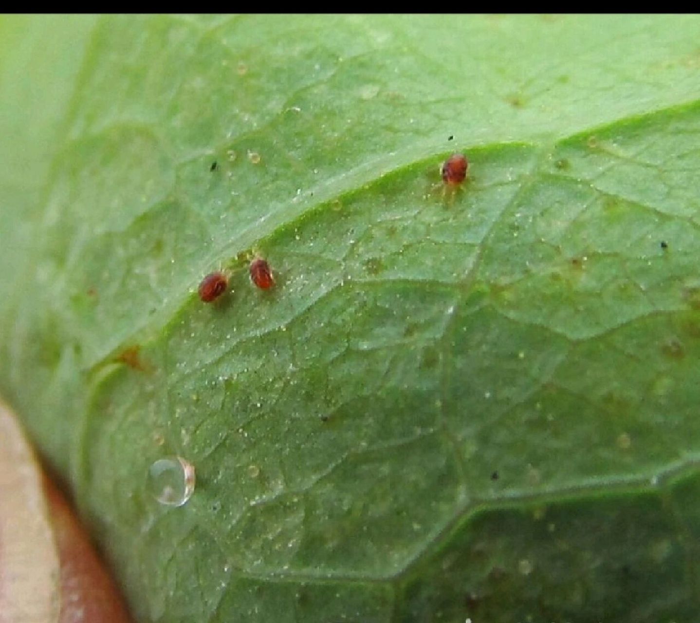 罗汉松红蜘蛛病虫症状图片