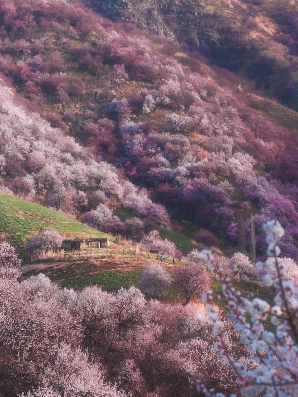 伊犁的杏花图图片