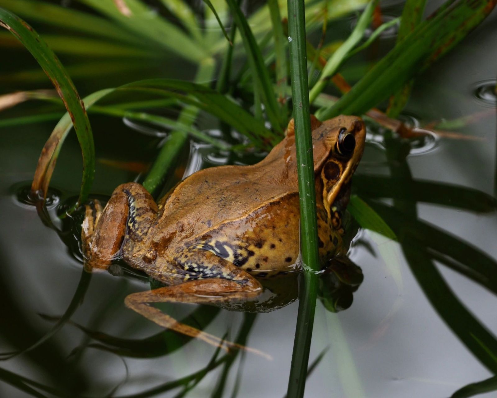 沼水蛙无尾目水蛙属 无尾目水蛙属.皮肤光滑,鼓膜明显.