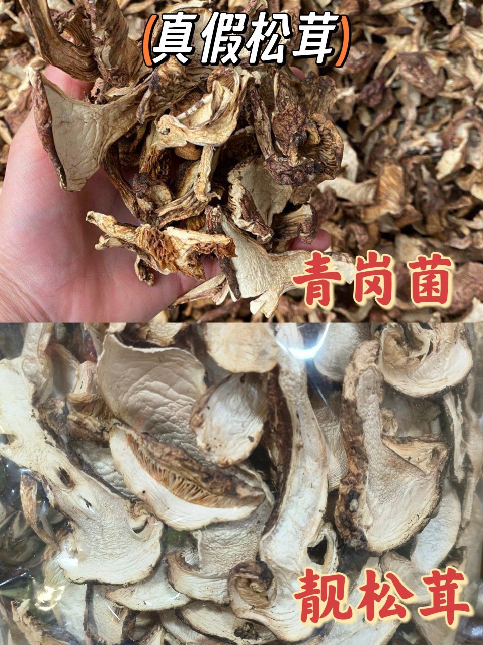假松茸之青冈菌,误食会中毒❗️❗️ 青岗菌也是山上长的一种