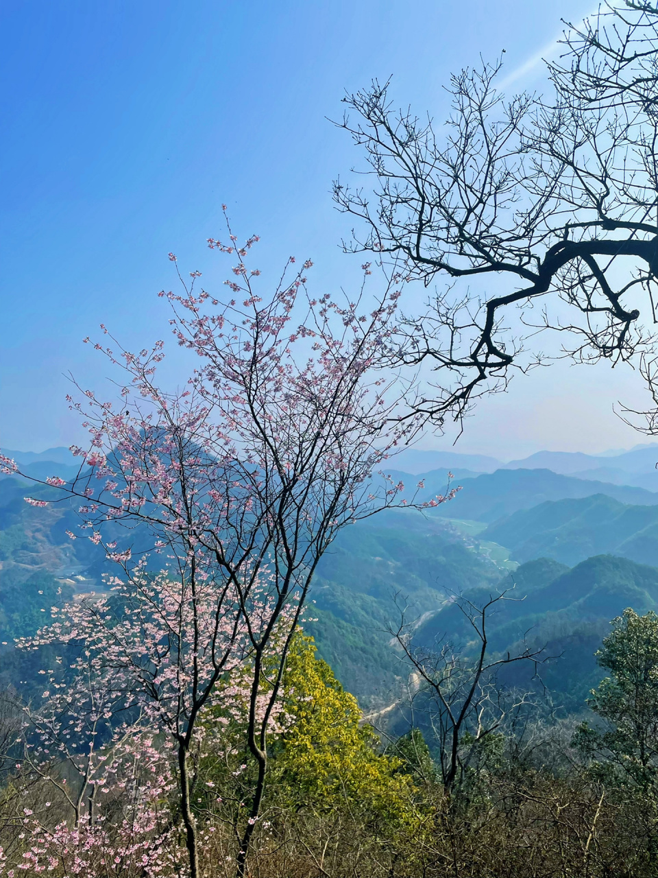 富阳浮云岭|盛开的樱花承包了大半个山头 99导航至"浮云岭生态公园"