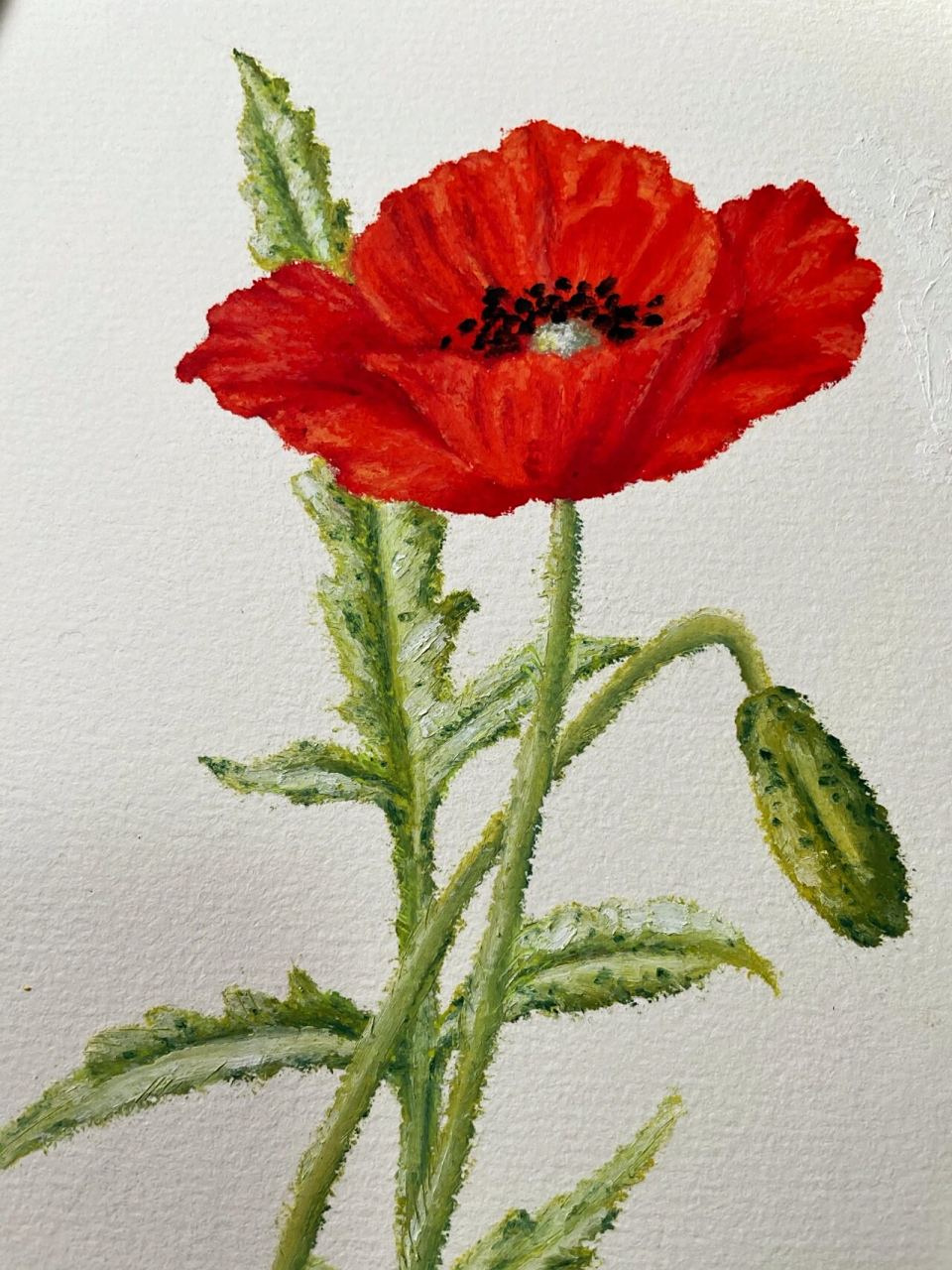 油画棒|来画花呀(7)罂粟花 油画棒:申内利尔 纸张:宝虹300g中粗纹水彩