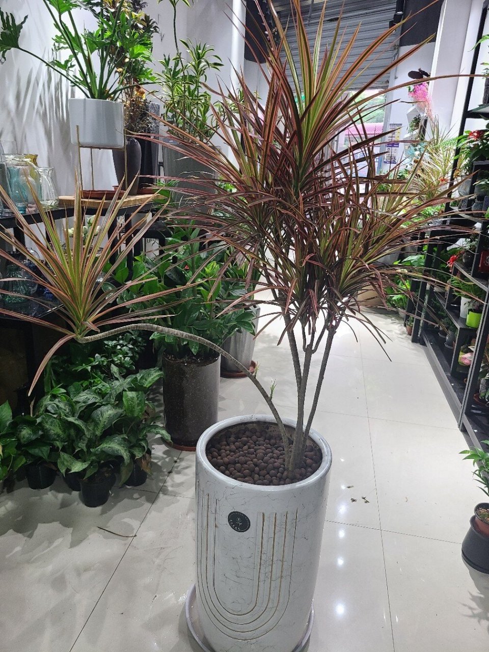 千年木,红边龙血树 多用于装饰公共空间.