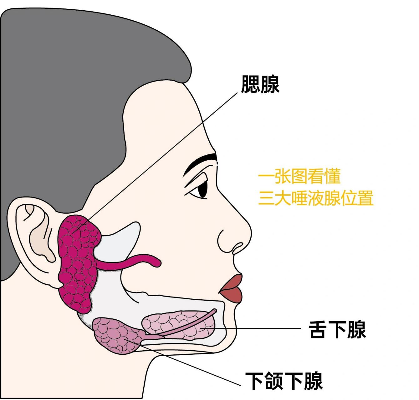 唾液腺位置图片图片