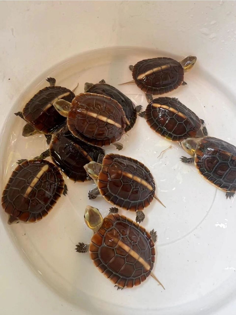 10只台黄缘苗健康全品超红活泼均15克1只