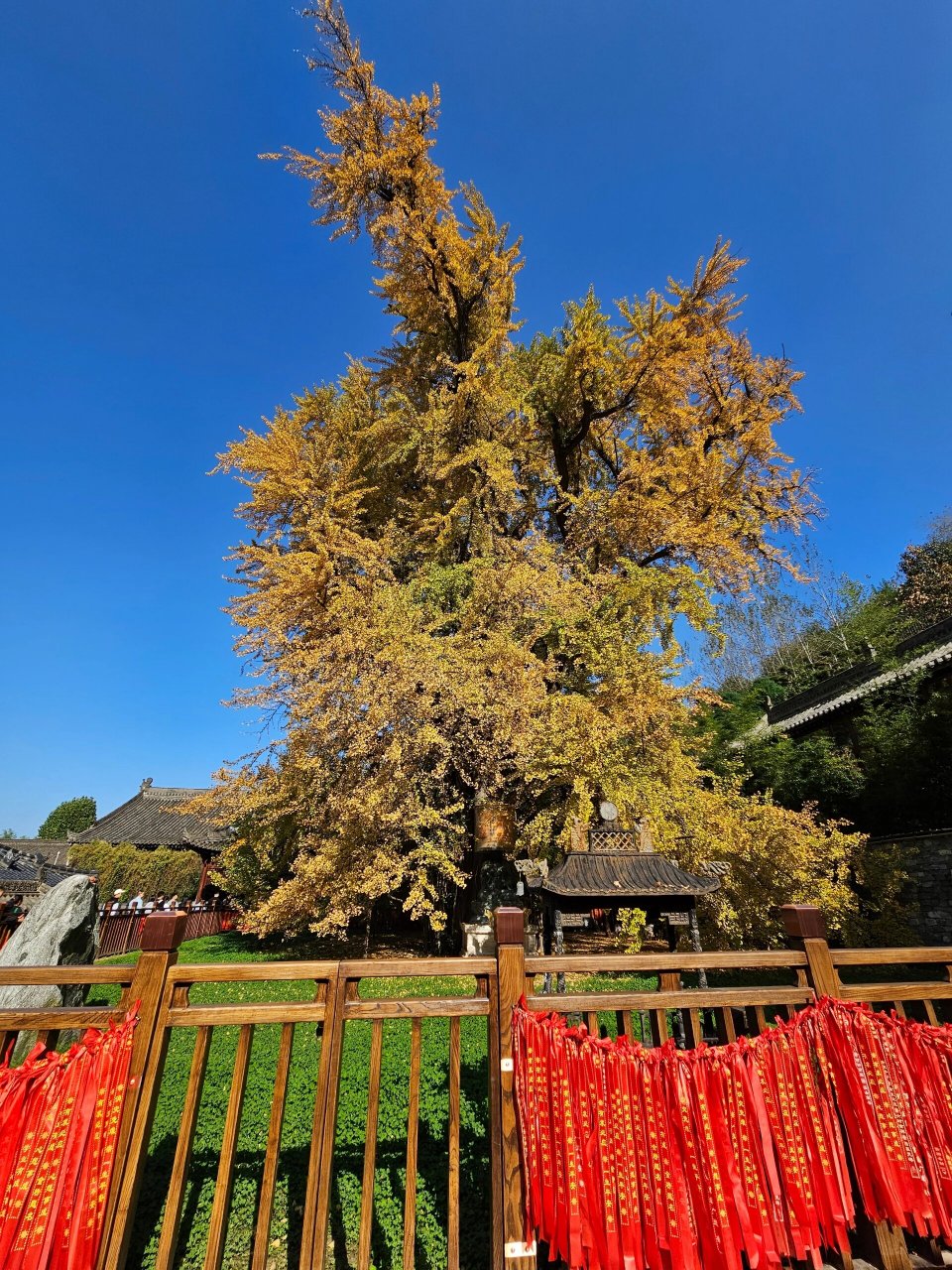 古观音禅寺7414千年银杏树 94
