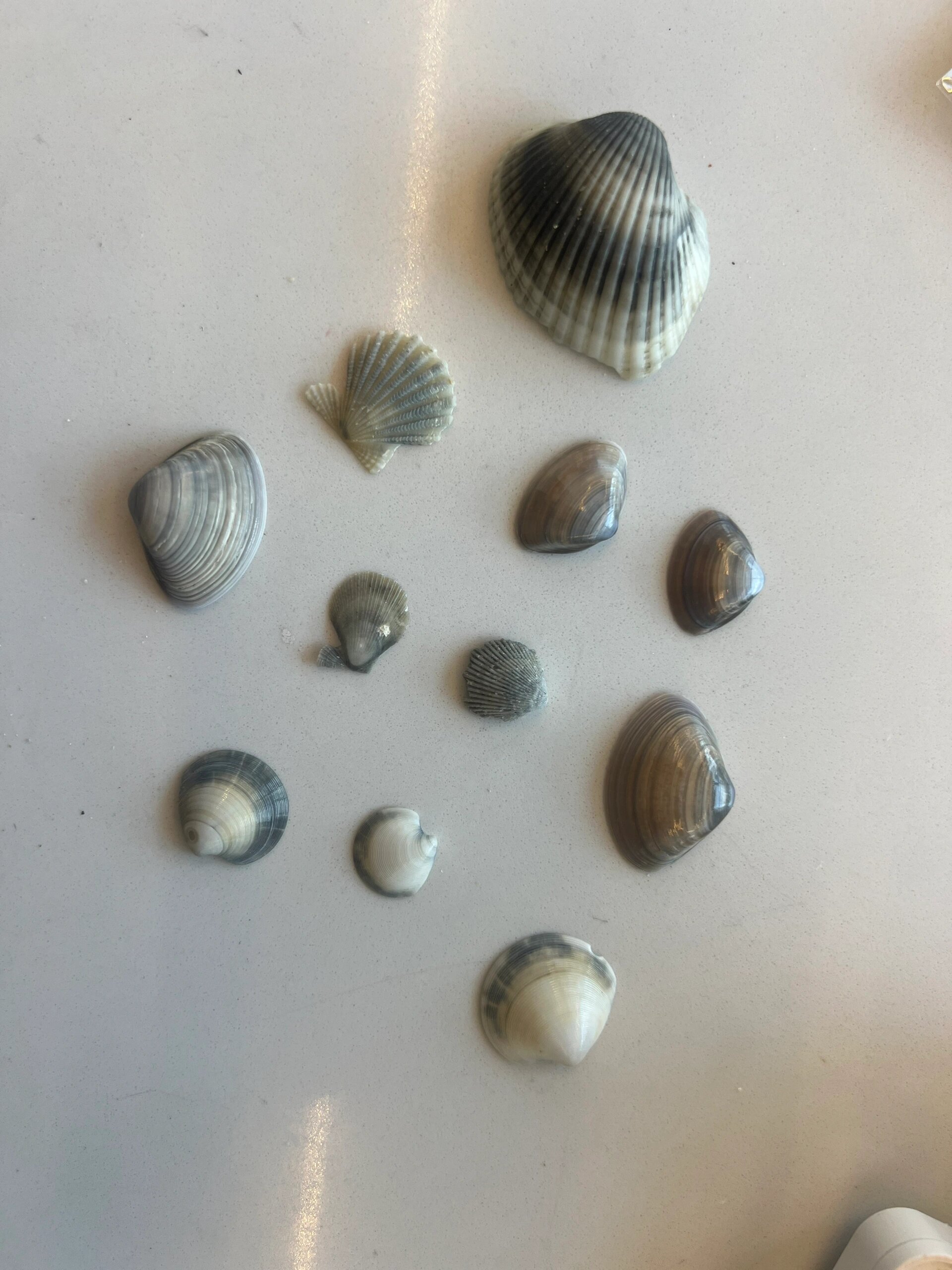 沙币海胆 感谢小红书的姐妹让我实现沙币海胆自由