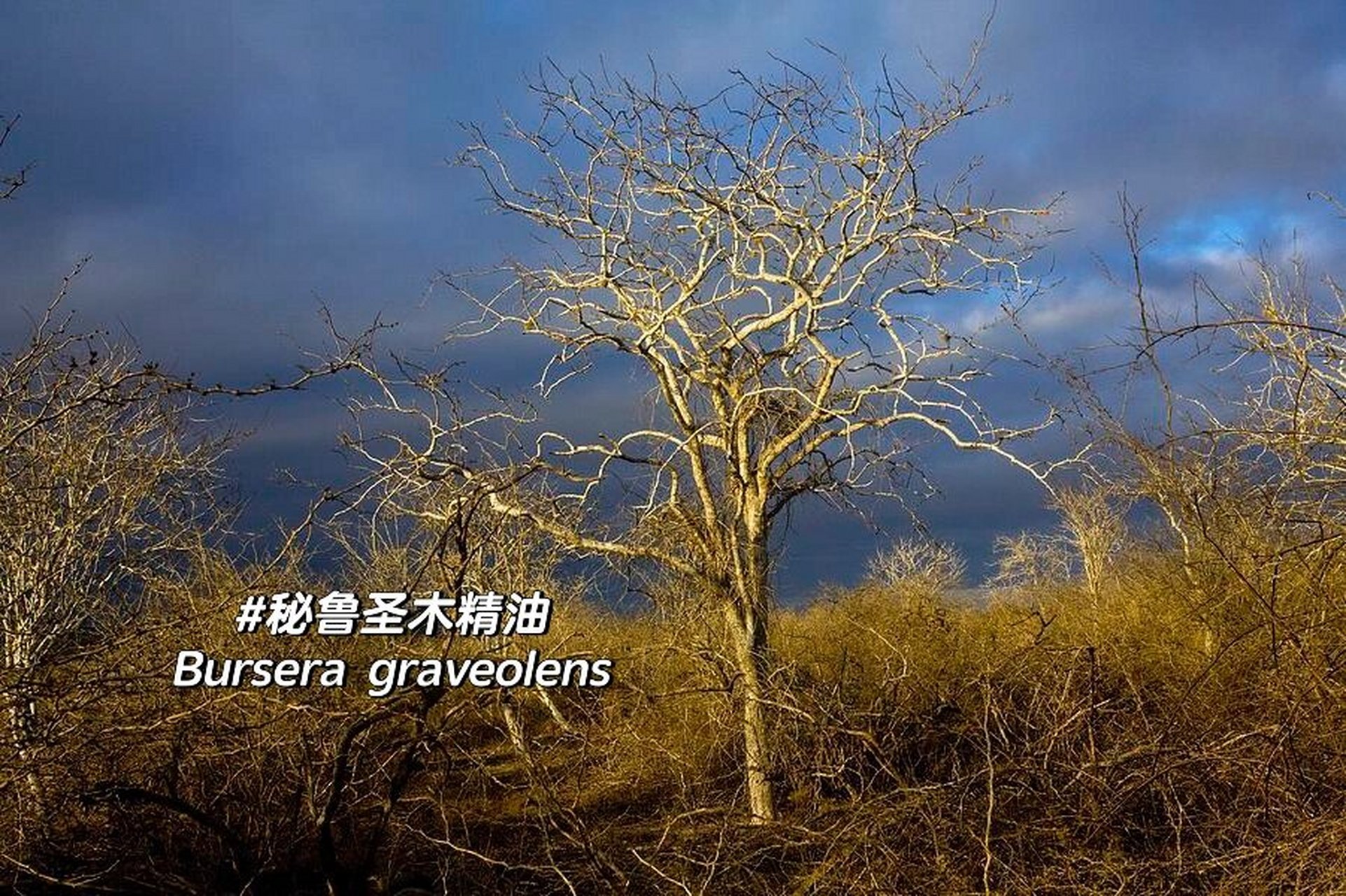 单方精油 | 秘鲁圣木 【产品名称】秘鲁圣木精油palo santo 【拉丁学