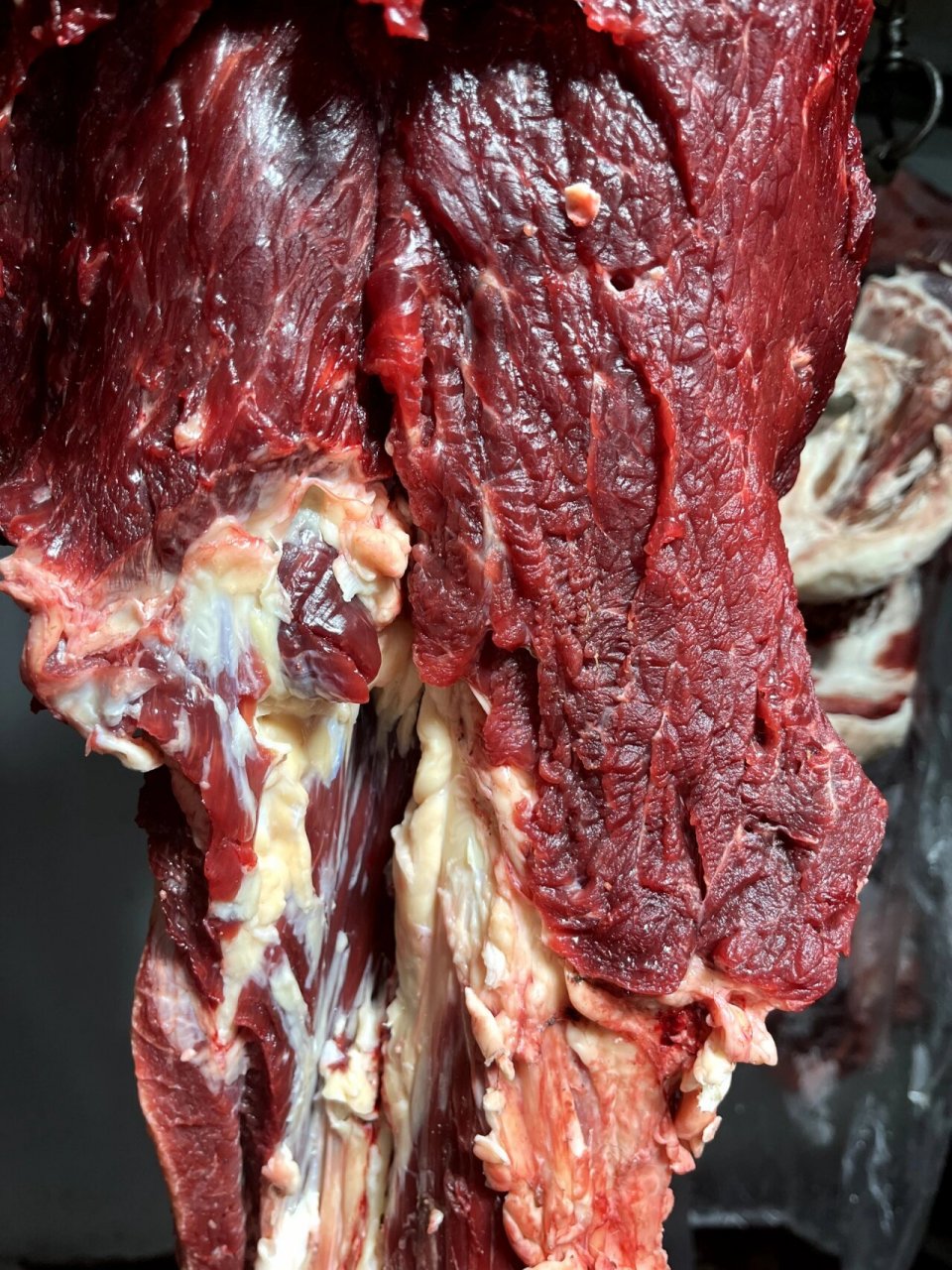 内蒙草原上散养的黄膘牛肉