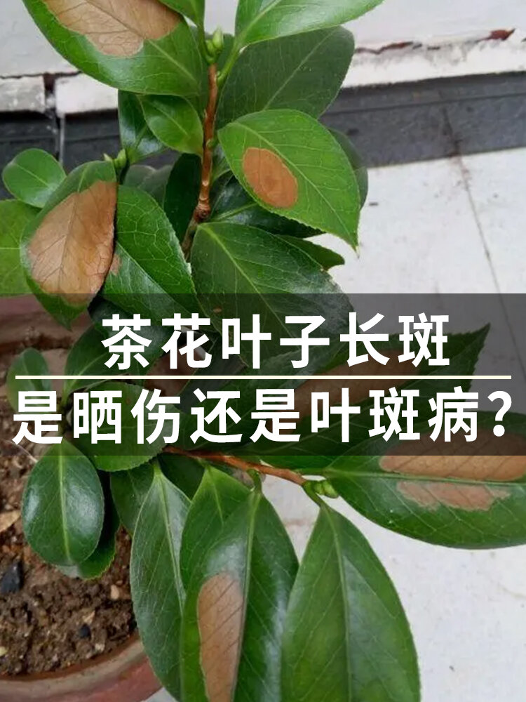 茶花叶子长斑?是晒伤还是叶斑病?