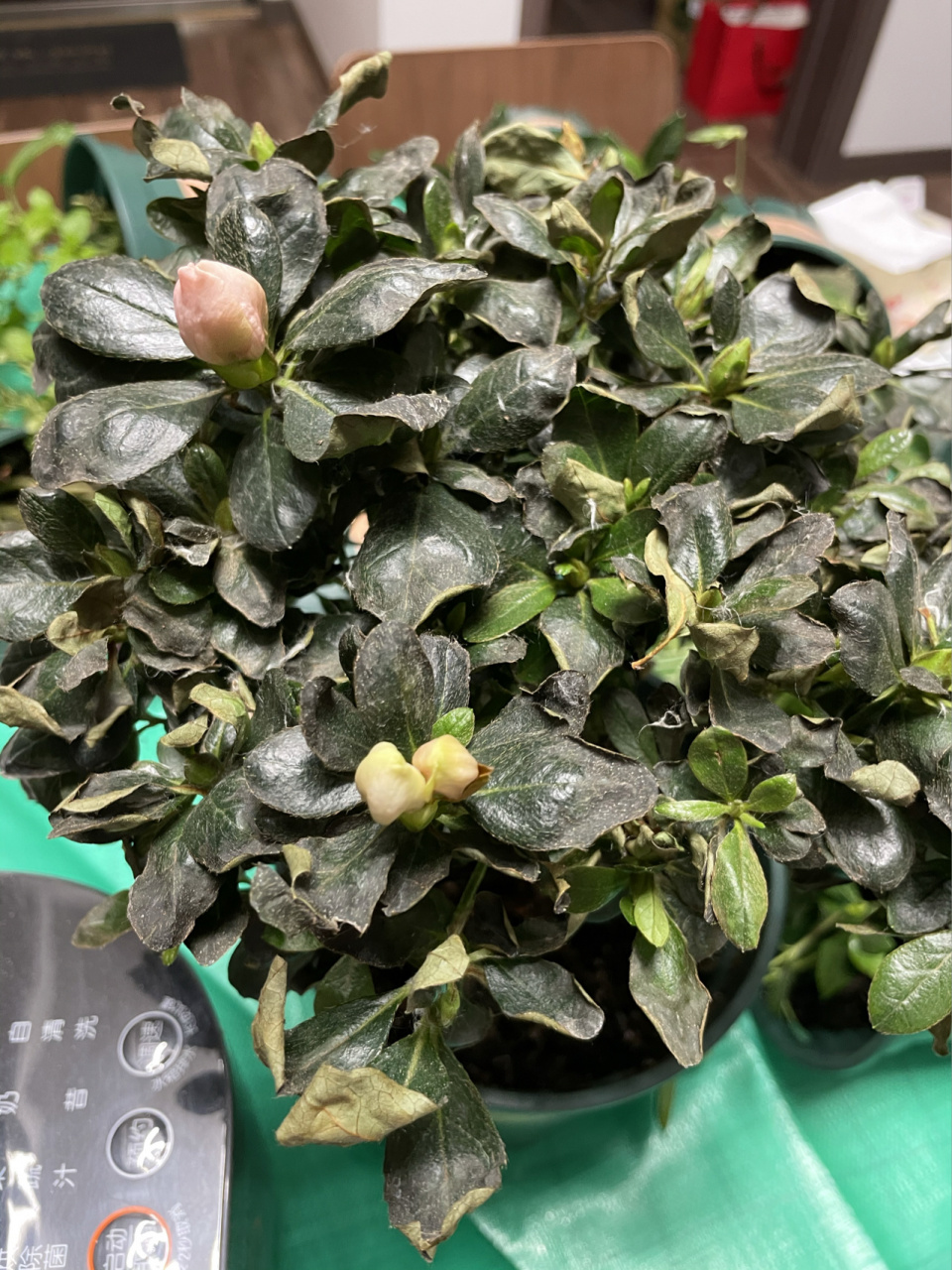 杜鹃叶焦黑掉叶求助 万能的,杜鹃花买了半个多月了,刚来时叶子绿油油