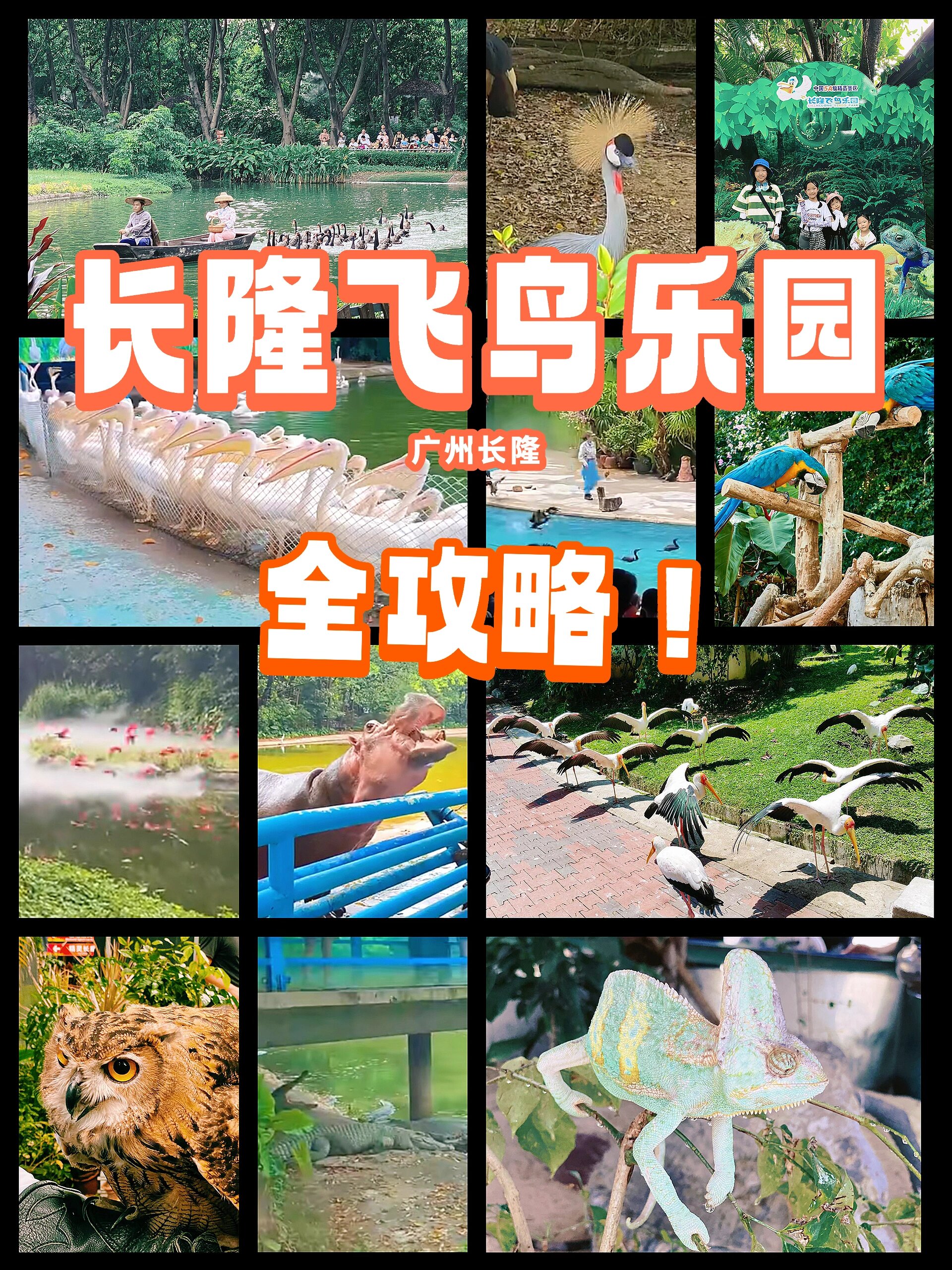 被严重低估的"广州长隆飞鸟乐园"全攻略