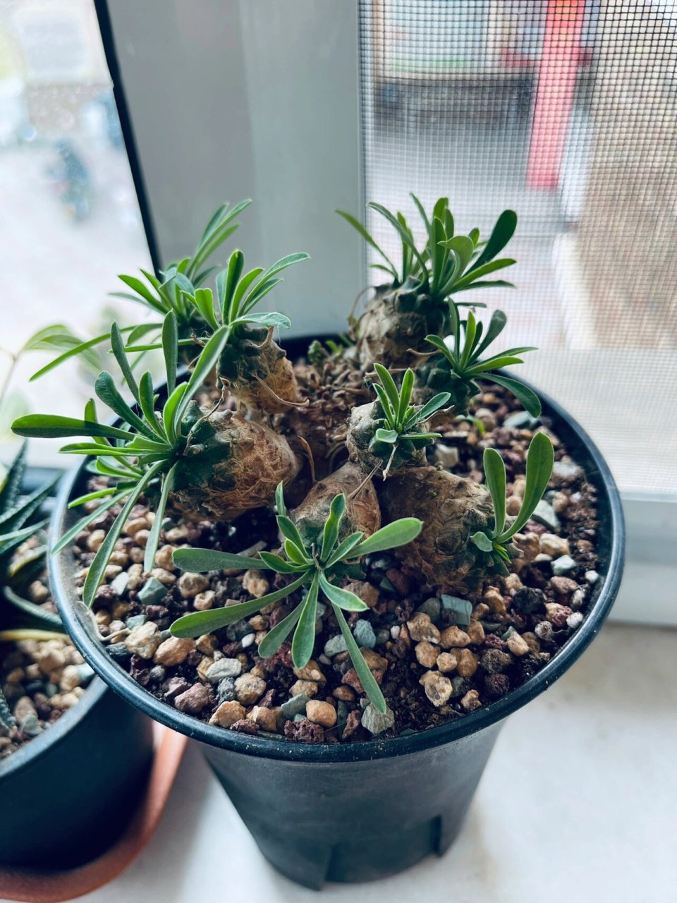 多肉植物 峨眉山 我要变成菠萝大户图一图二为20220612分好刚种下的