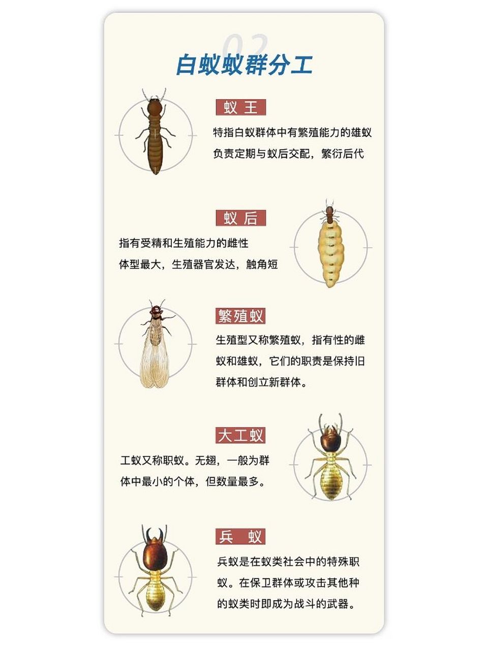 白蚁有几种类型图片图片