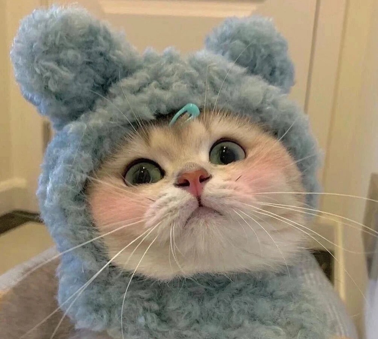 又可爱又活泼的小猫小狗头像