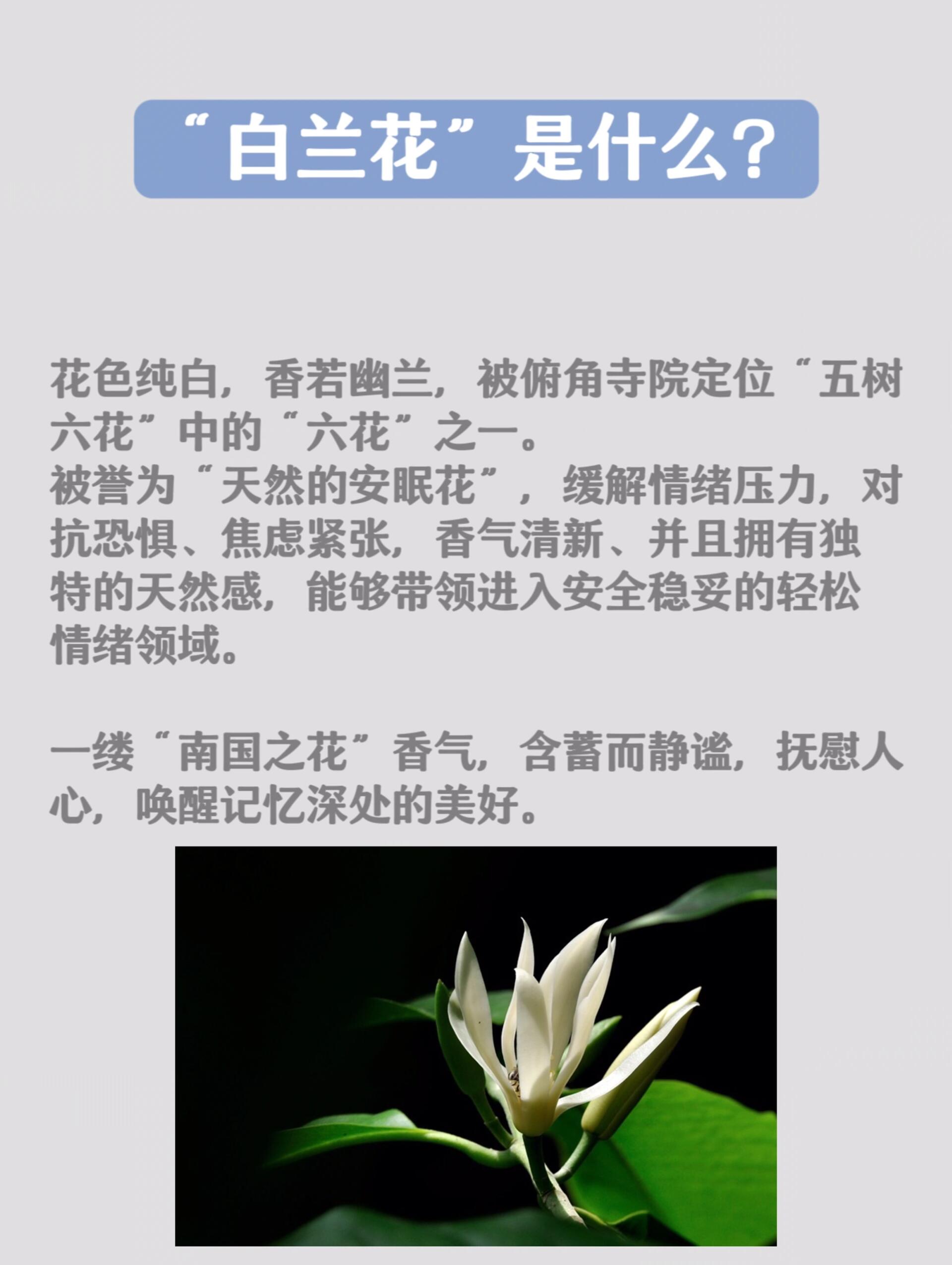 每天一个中药护肤知识:白兰花