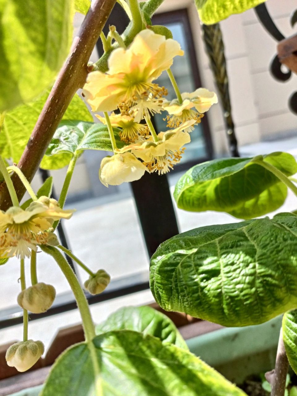 猕猴桃树开花了,春光正好,微风不燥~ 以为很多人没见过猕猴桃花,本来