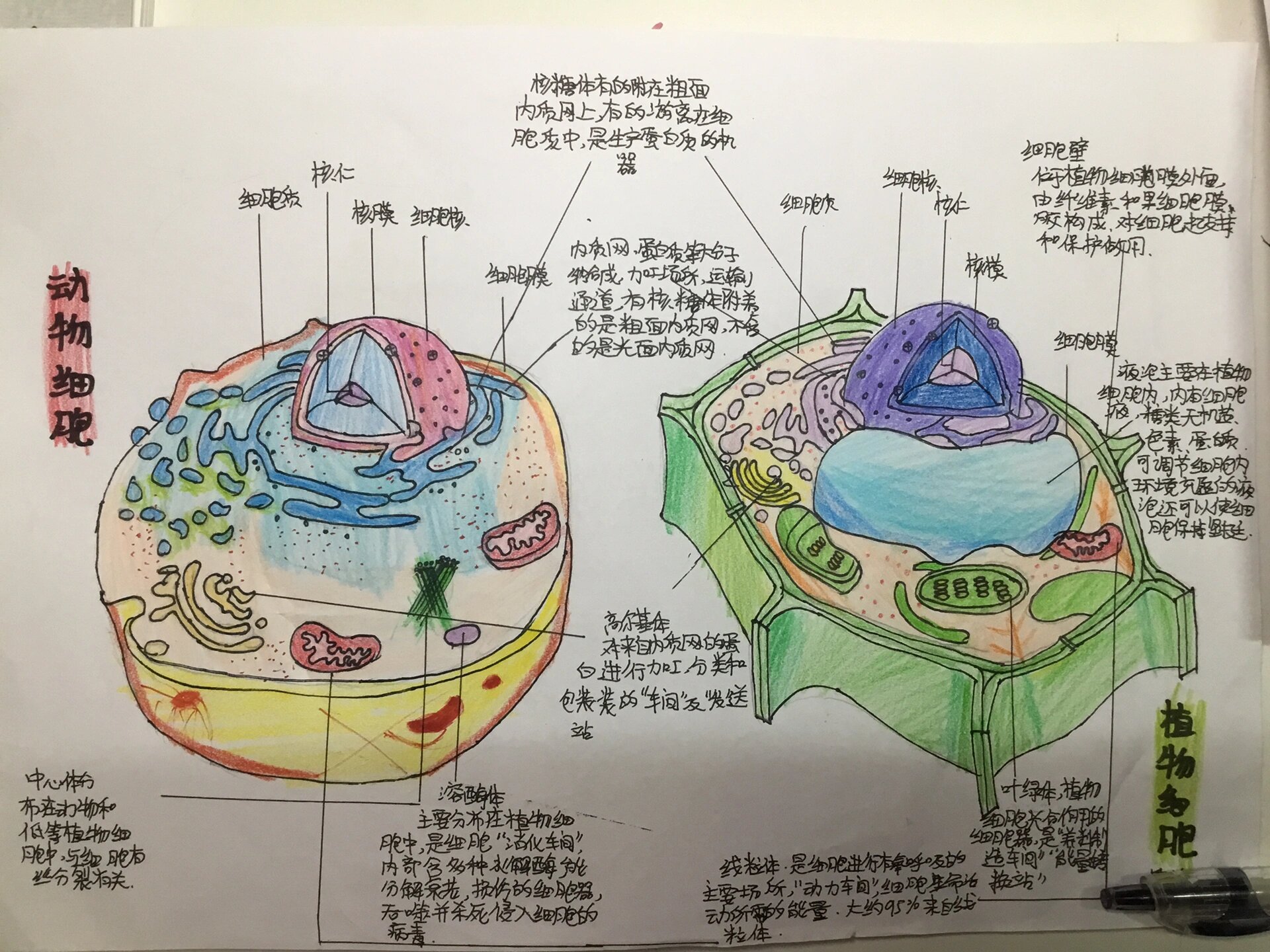 动物细胞和植物细胞结构图