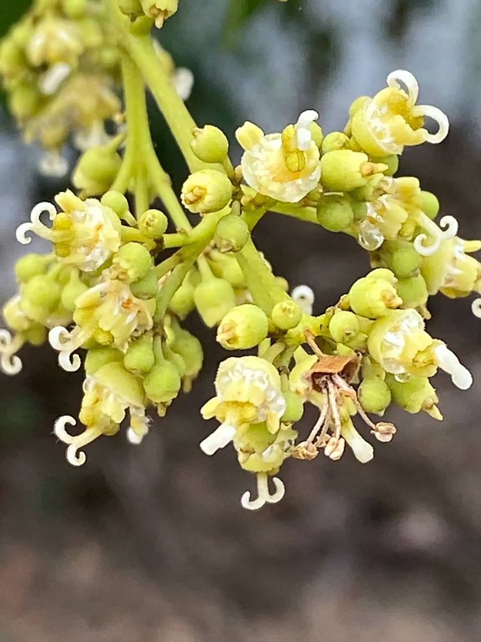 荔枝花带着淡淡的甜香 最近下雨好多不知荔枝的产量如何,花是落了不少