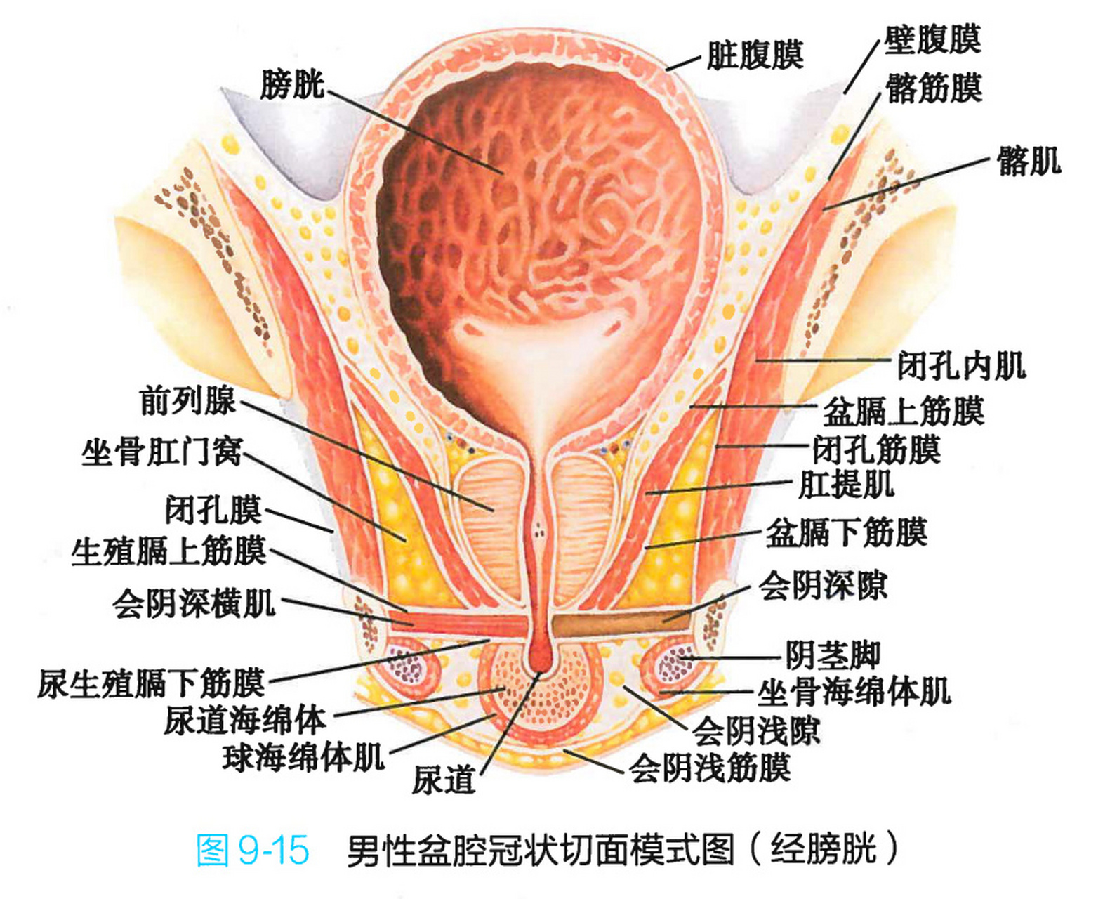 男性骨盆