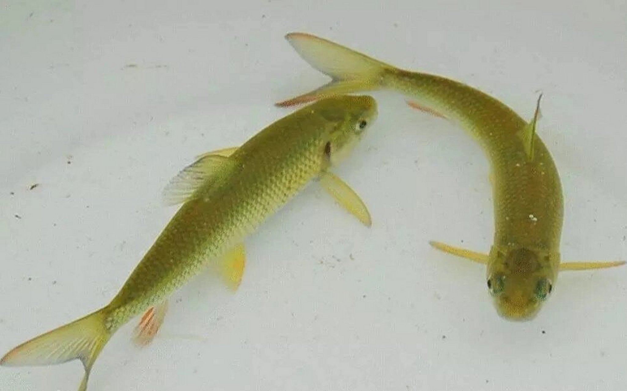 泰安有个赤鳞鱼 赤鳞取经阳光照射通体透明之意,又名螭霖鱼,斑纹鱼,是