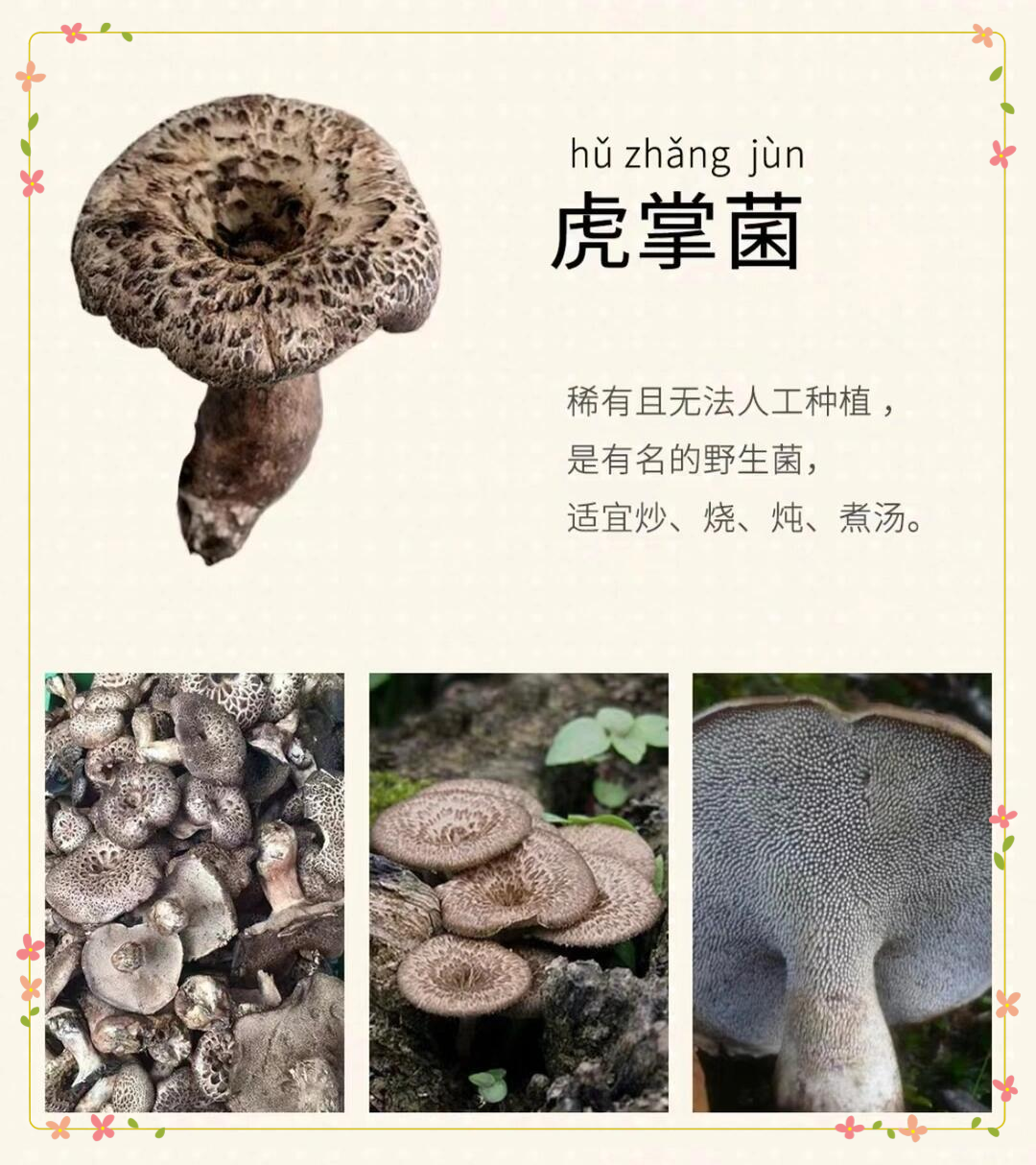 学名枣翘鳞肉齿菌,是享誉国际的出口食用菌哦!