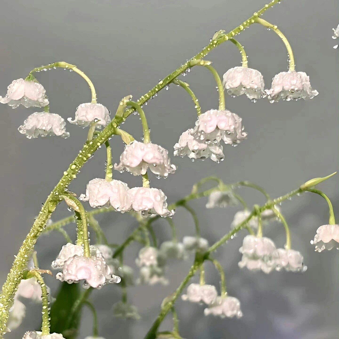 头像|铃兰花  铃兰花的花语是:幸福归来.
