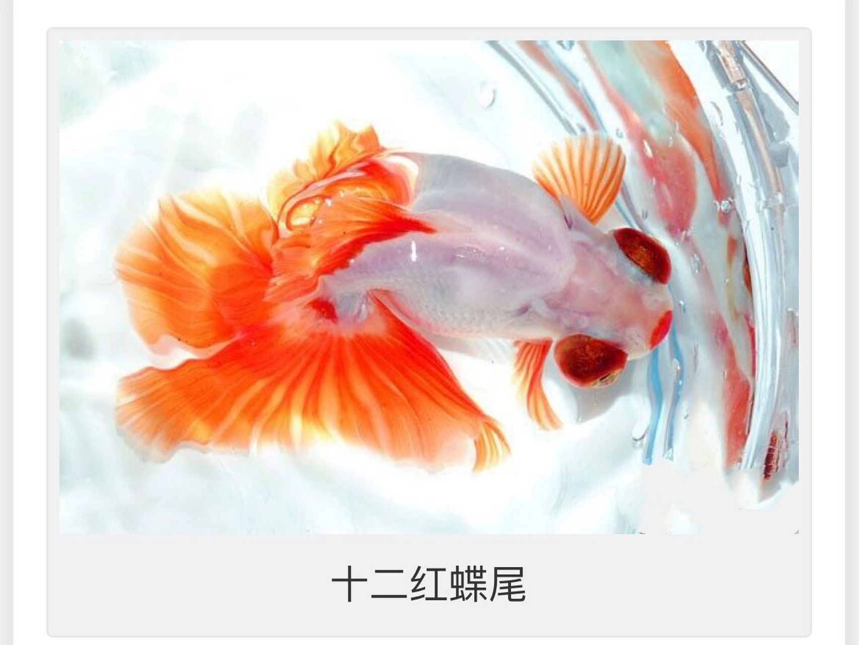 优质蝶尾的鉴赏和挑选(完结篇)       二,眼睛 蝶尾的本质是龙睛金鱼