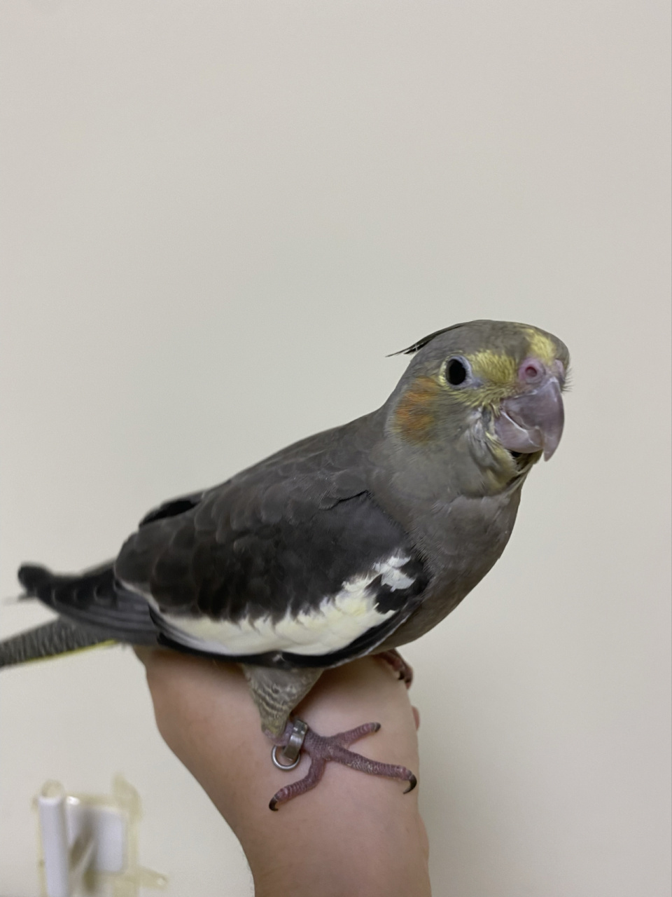 请大家来帮看看玄凤原始灰公母呀!