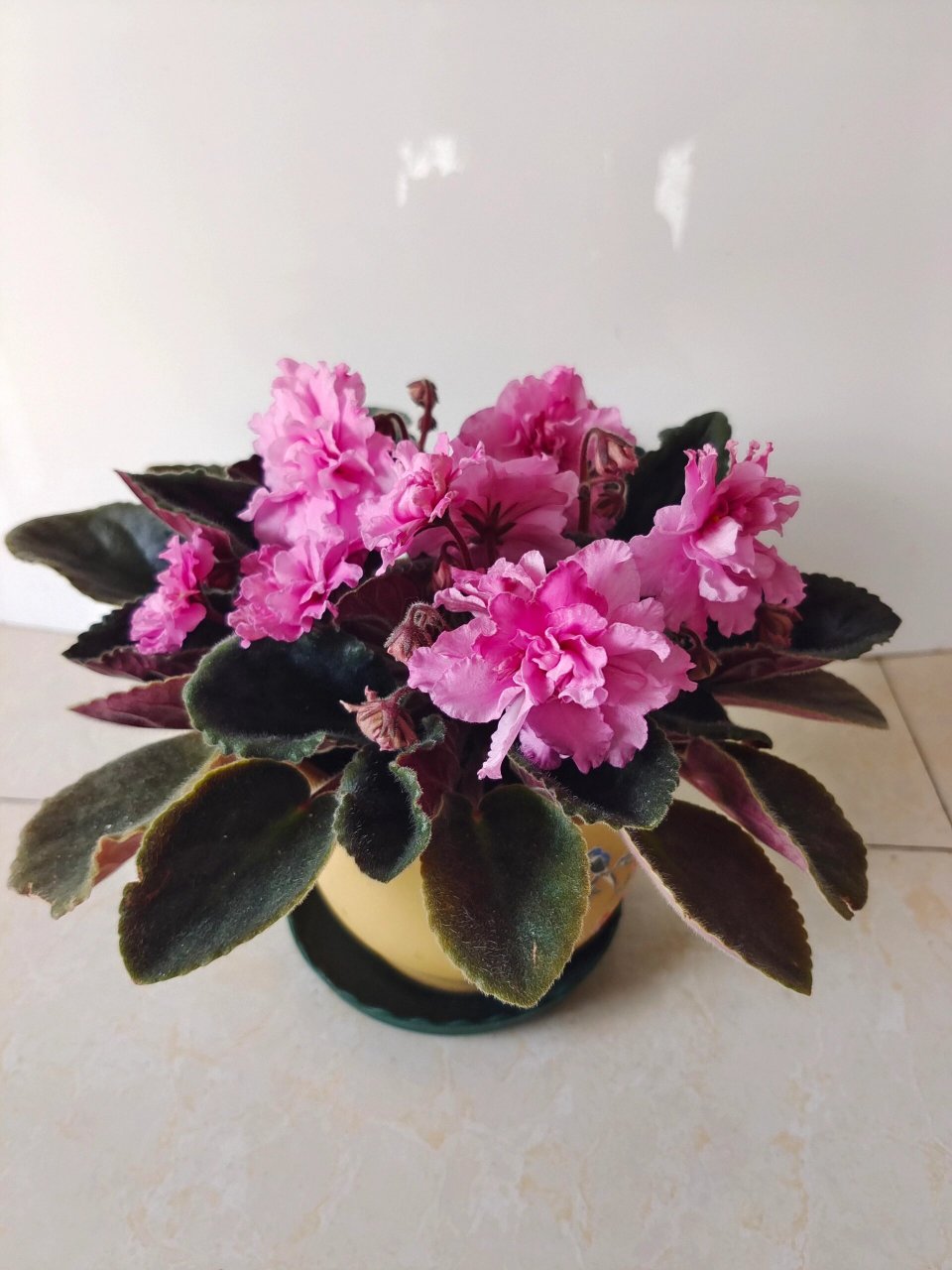 越开花越大的非洲堇 粉色大花重瓣非洲堇