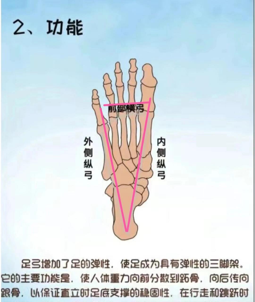 站立脚掌受力图图片