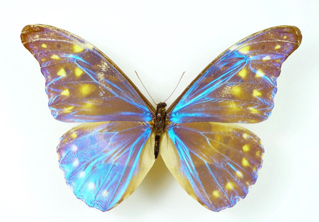 戴安娜闪蝶 这种蝴蝶被誉为morpho属最稀有的蝴蝶,包括跟它很相似但还