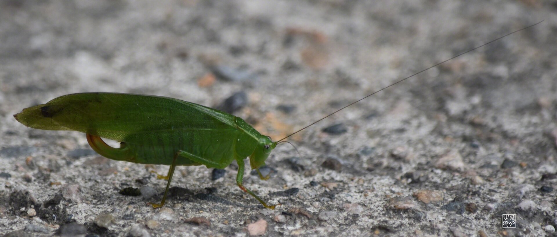 螽斯   【每天一练·露螽】 05 直翅目,露螽科,露螽 p1:这张先画到