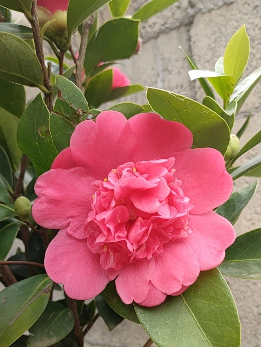 秋天开放的怀金拖紫茶花! 怀金拖紫一年能开两次以上,真的是随便养!