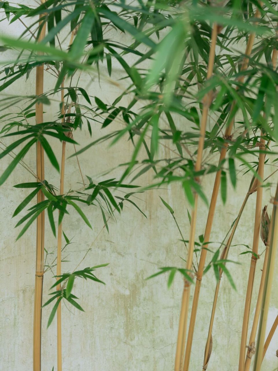 苏州园林里的竹子太美了!