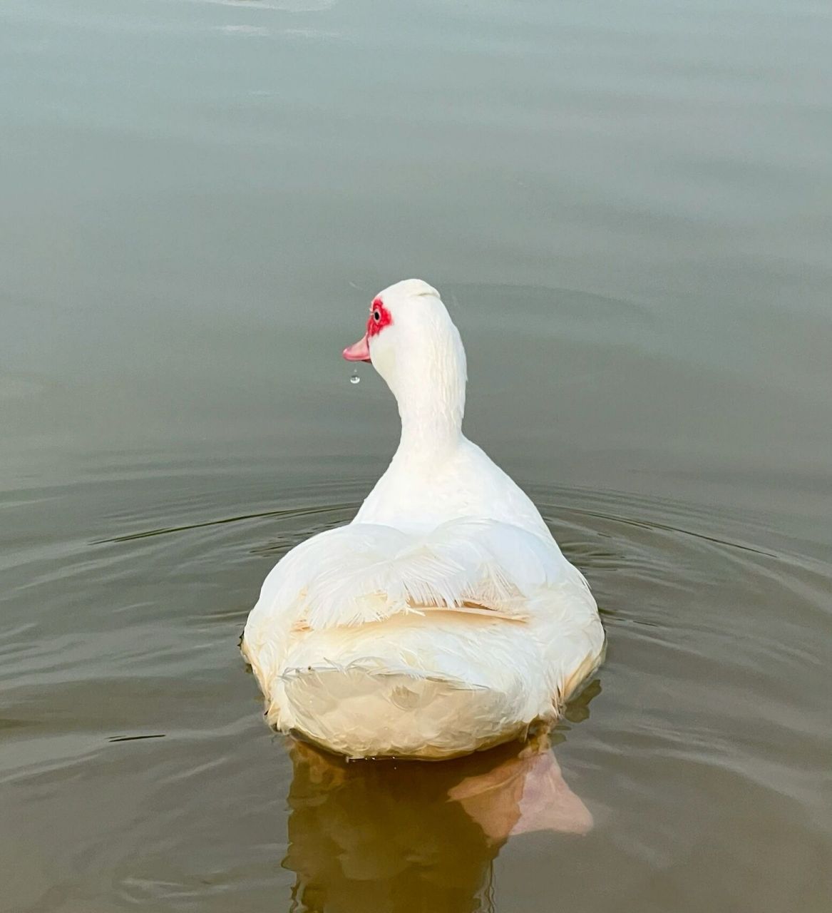 用照片记录生活20220805《白鸭子》  白毛浮绿水,红掌拨清波.