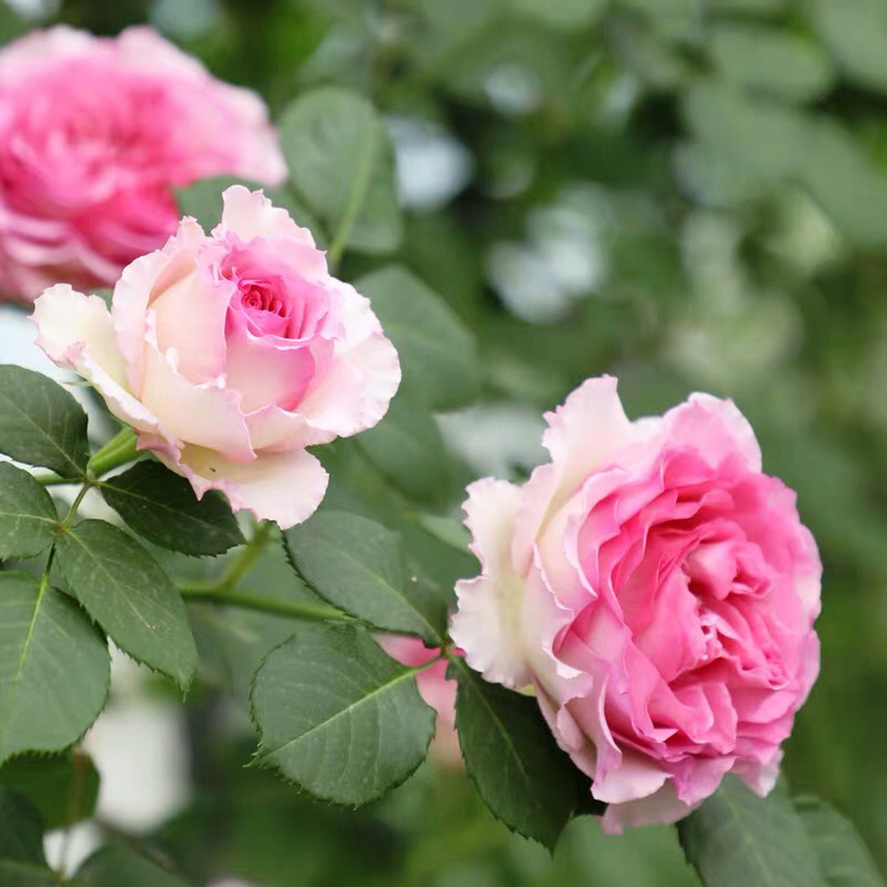 罗衣 夏花 罗衣 花大 枝条几乎无刺 2019中国北京世界园艺博览会月季